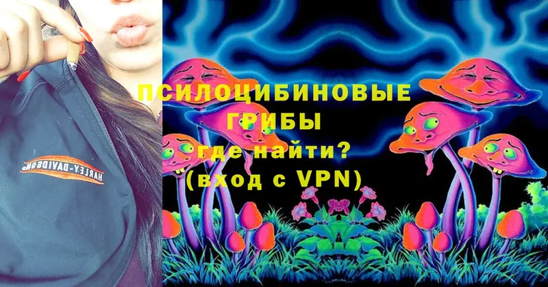 наркота  Богородск  Галлюциногенные грибы Psilocybe 